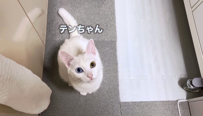 飼い主さんを見上げるテンちゃん