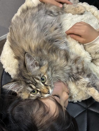 女の子に抱っこされている猫