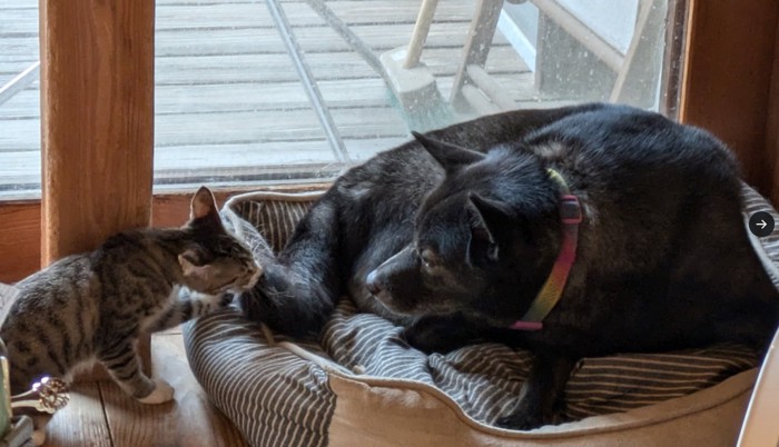 見つめ合う犬と子猫