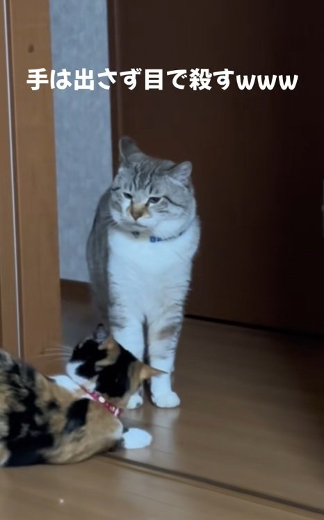 シャムトラの前で姿勢を低くして床にひれふす三毛猫