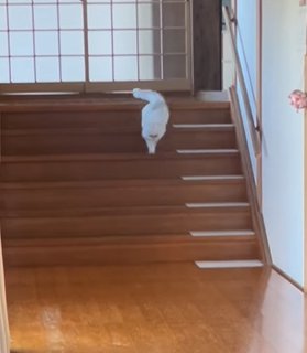階段を下る猫