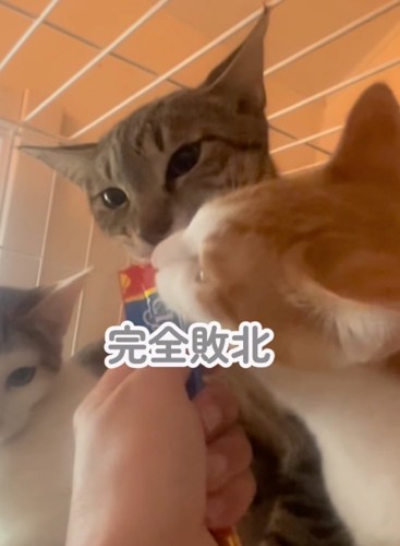 猫用おやつを食べる猫