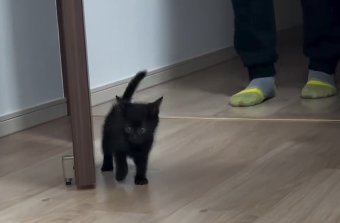 部屋へ歩いていく子猫