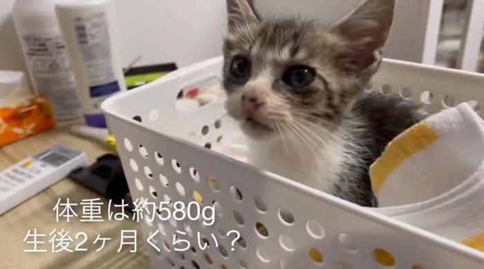 体重を量る子猫