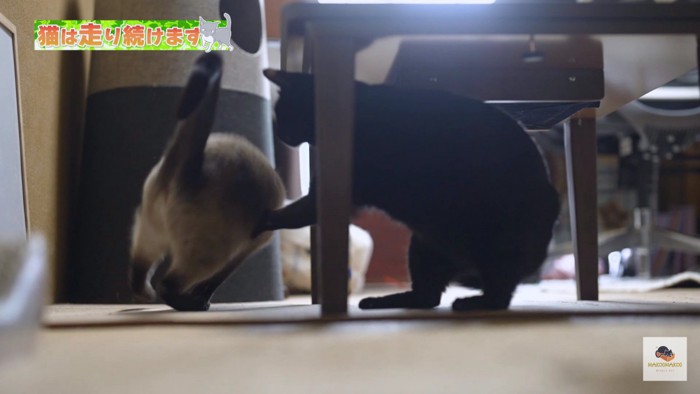 ちょっかいをかける黒猫