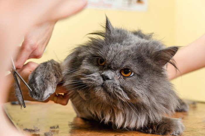 台の上でトリミングされている猫