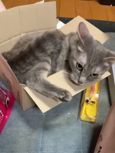 イカ耳の猫