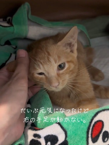横になる子猫