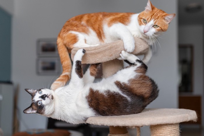 キャットタワーで遊ぶ猫たち
