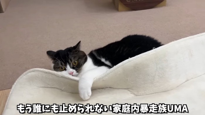 カーペットの下に入る猫