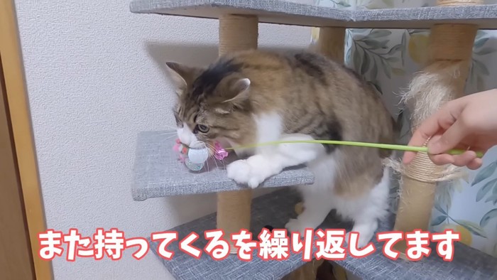 くわえるななこちゃん