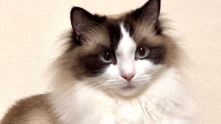 室内にいる猫