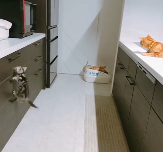 取っ手にしがみつく猫2