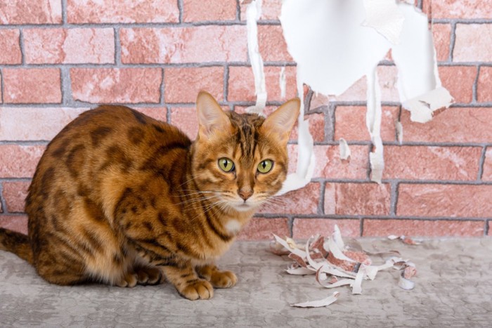 ボロボロになった壁と猫