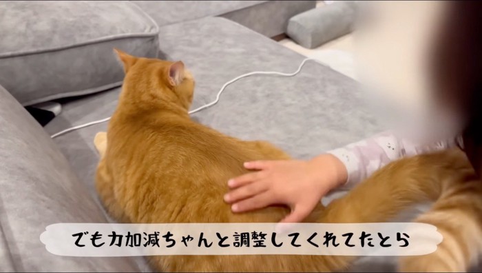 猫のお尻を叩く女の子