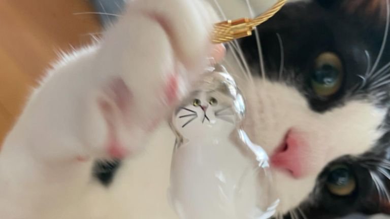 遊んでいる猫