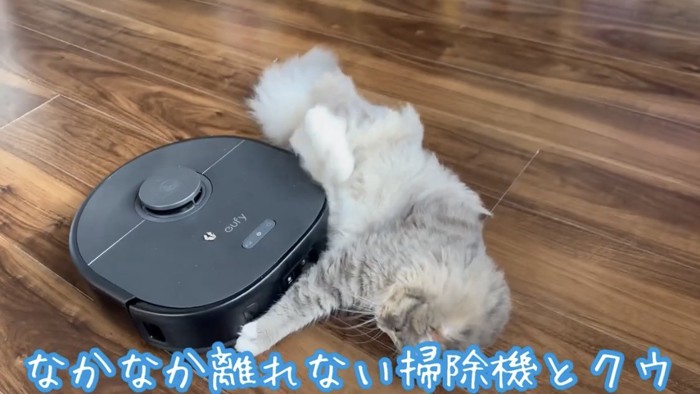 ロボット掃除機と遊ぶ猫