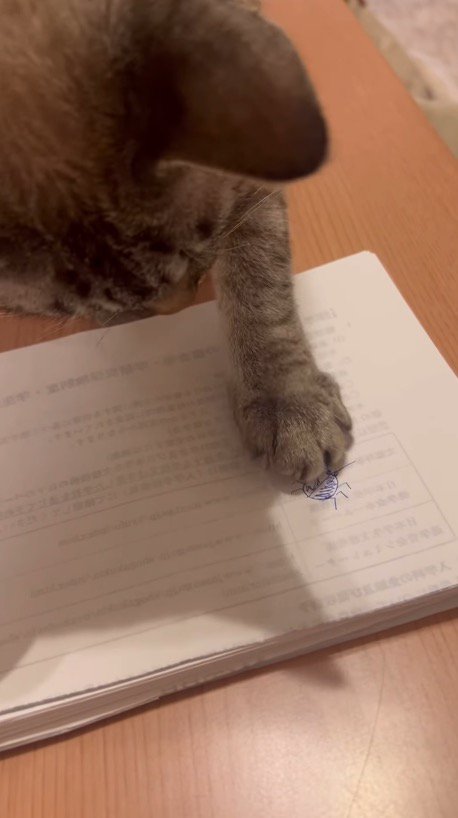 ノートに描かれた虫の絵を捕まえようとする猫