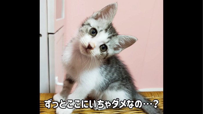 首をかしげる子猫