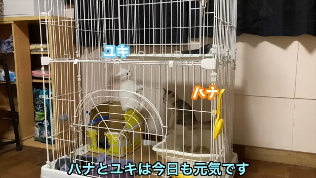 ケージの中の2匹の子猫