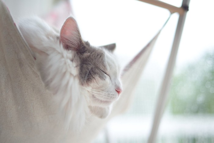 ハンモックでリラックスしている猫