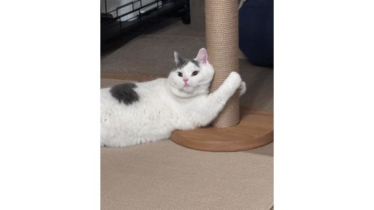 猫と爪とぎ