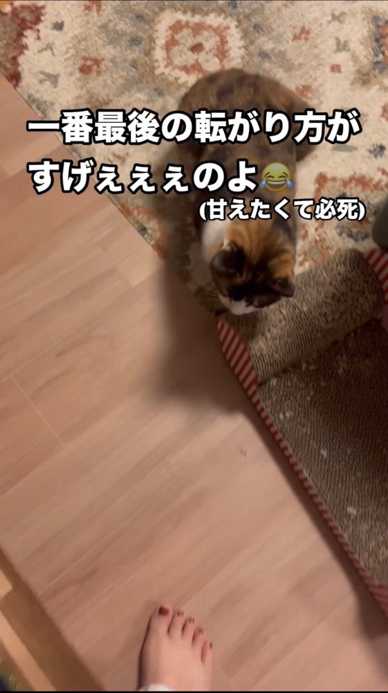 飼い主に歩み寄る猫