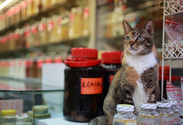 香港の薬局にいる猫
