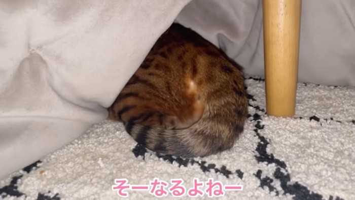 猫のお尻