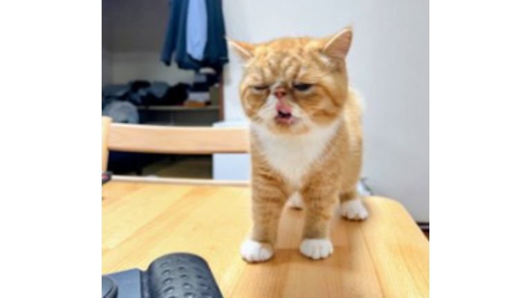 室内にいる猫