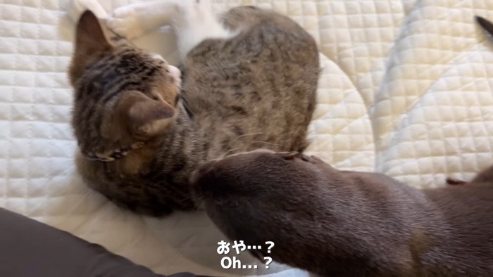 おや…？