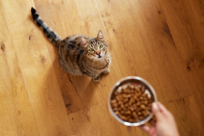 飼い主が差し出す食器を見上げる猫