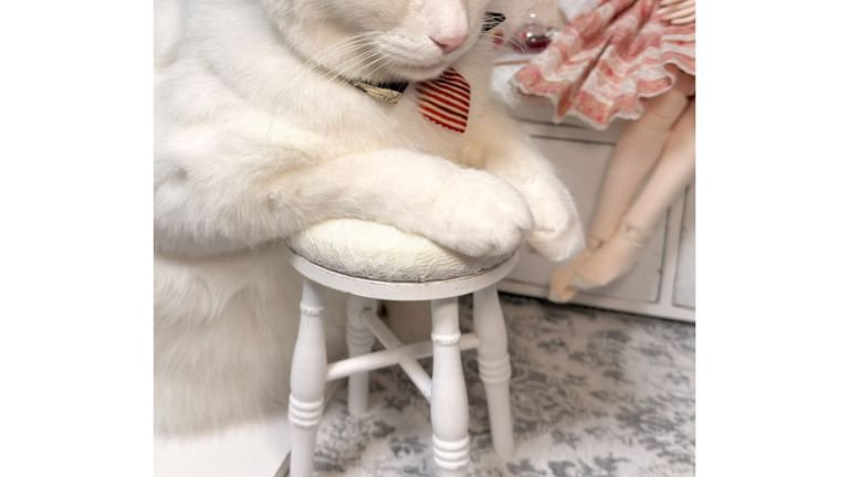 ドール部屋にいる猫