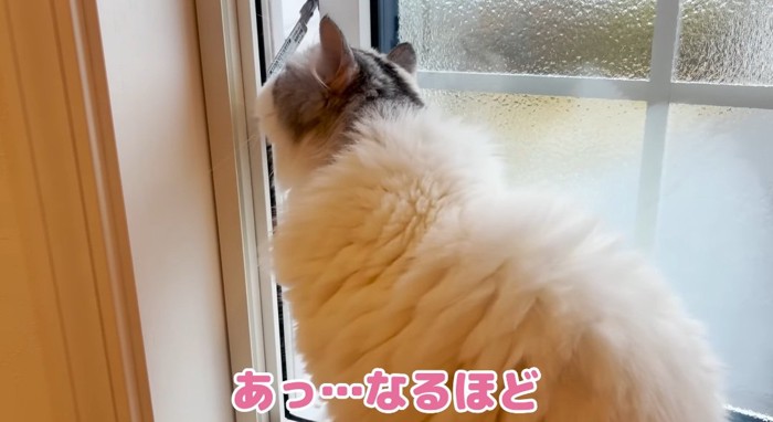 窓際の猫