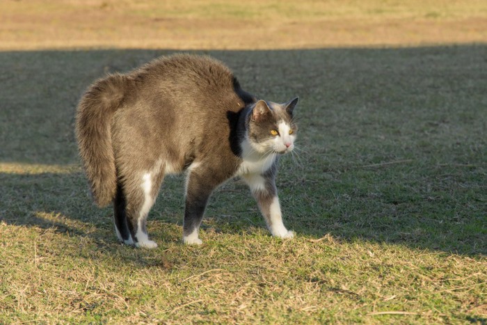 毛を逆立てる猫