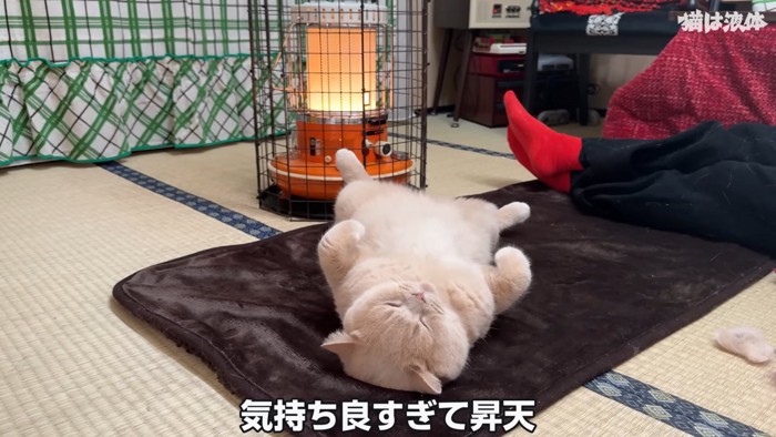 仰向けの猫