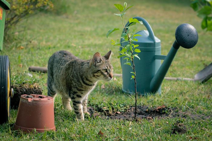 庭にいる猫