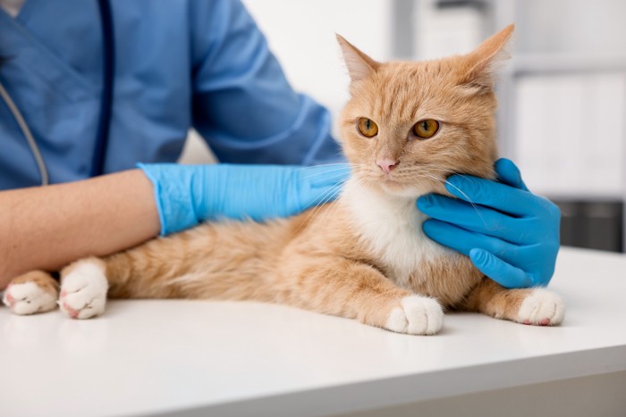 獣医師に診察されている猫