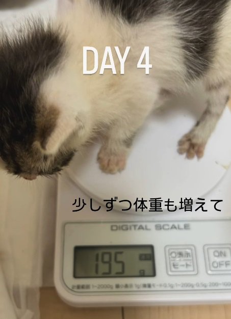 スケールに乗る猫、体重195g