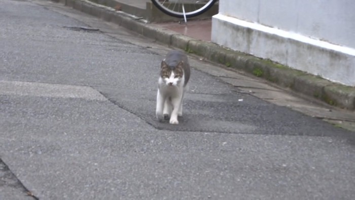 こちらに向かって歩いてくる猫