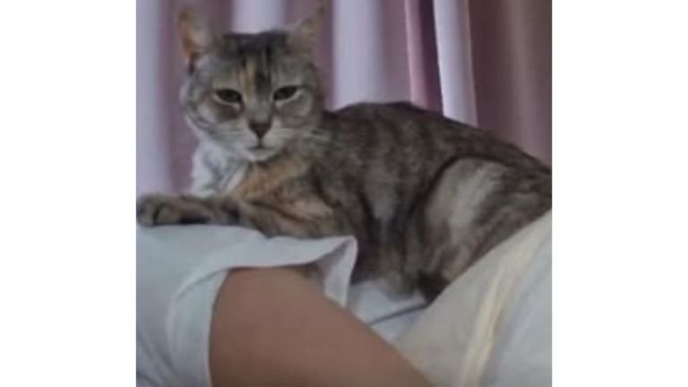 女性の上にいる猫