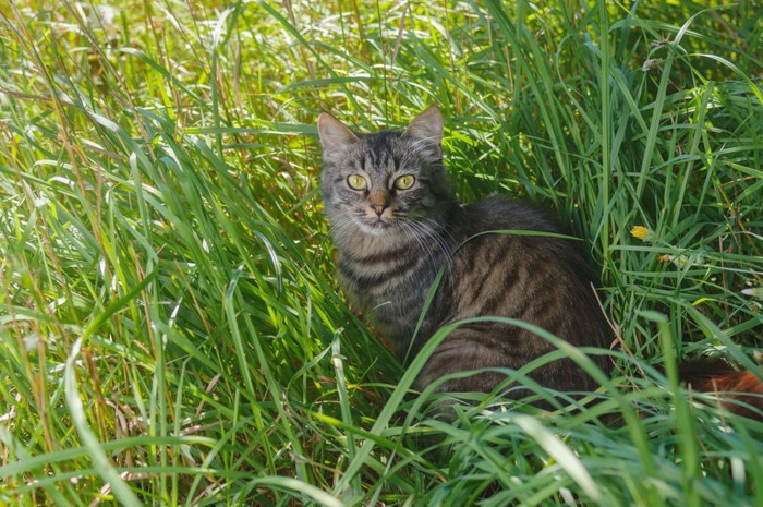 草むらにいる猫