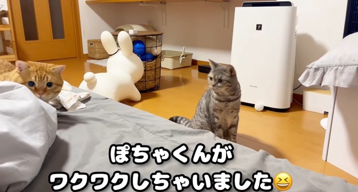 見つめる猫