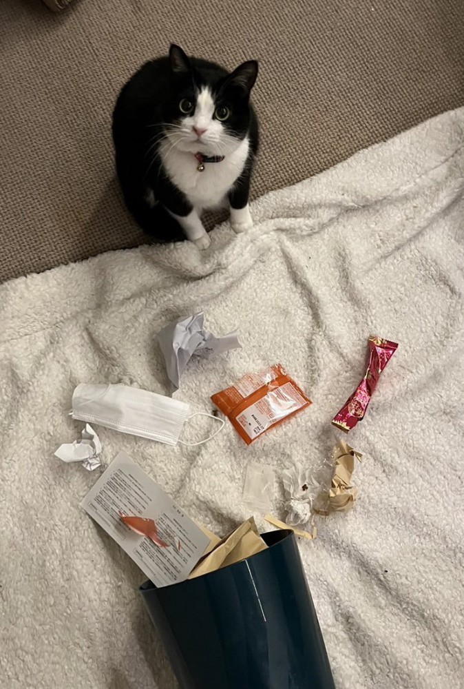ゴミを散らかした猫