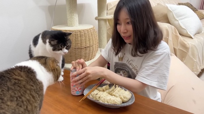 缶を見る2匹の猫