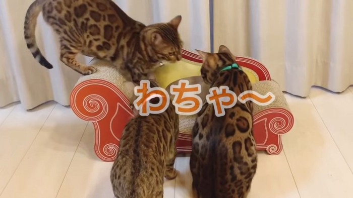 新しい爪とぎに集める猫たち