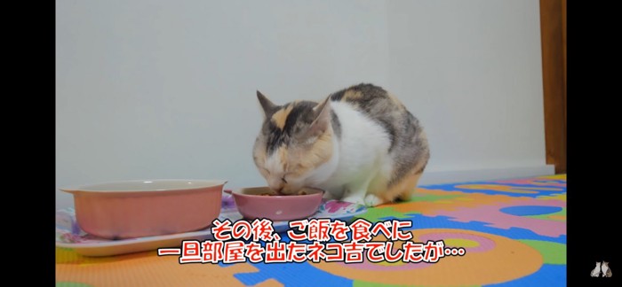 ご飯食べる