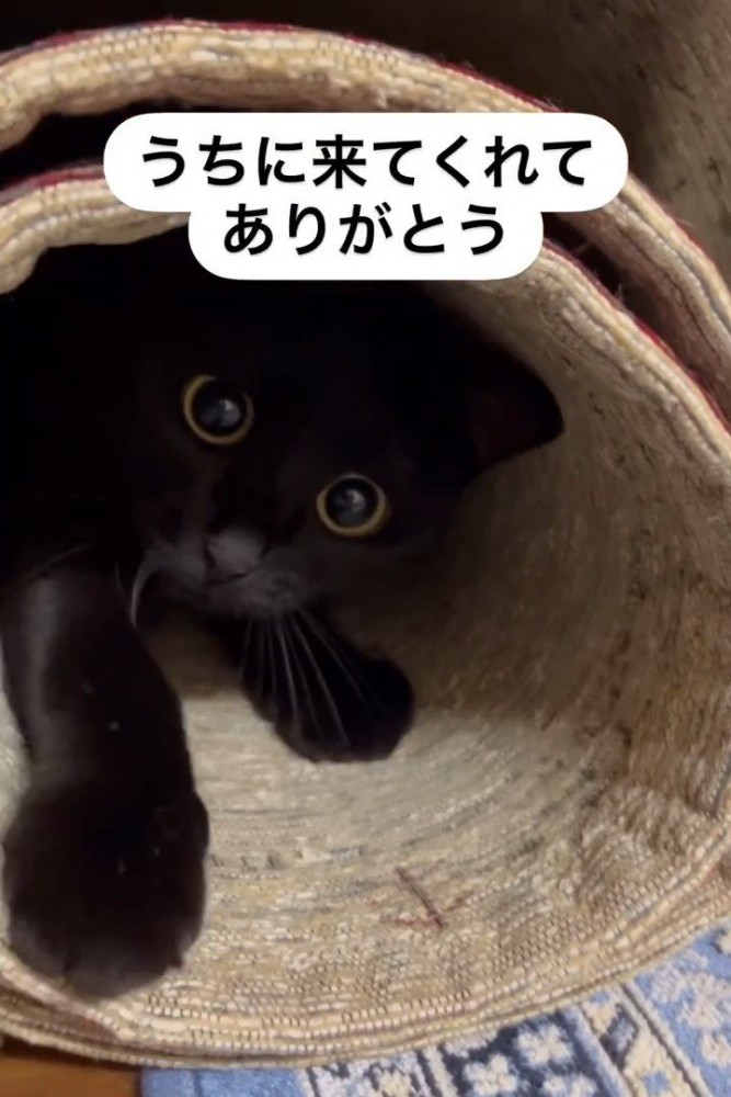 狭い場所に入った猫