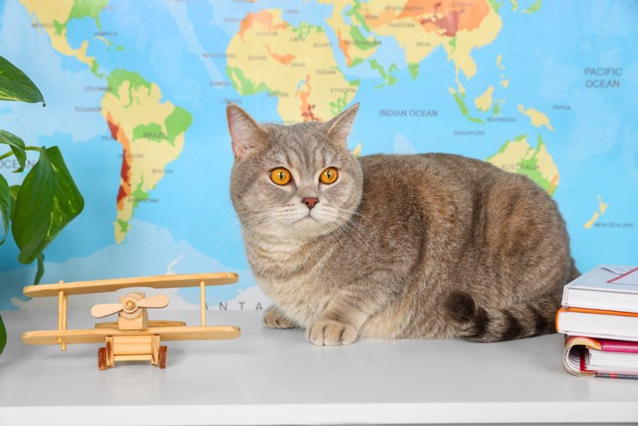 世界地図を背景にたたずむ猫