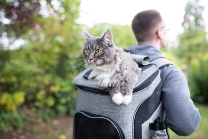 リュック型キャリーで運ばれる猫